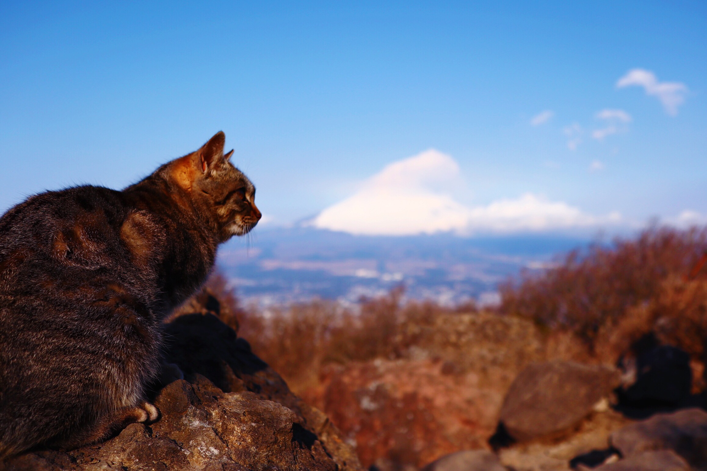 登山記 金時山の猫と富士山 こりおつブログ
